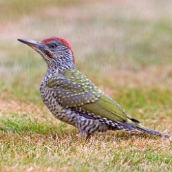 Juvenile Green Woodpecker  AndrewMoon 