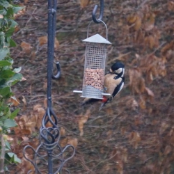 GSW Northampton Dec2017 DSC00949 sq