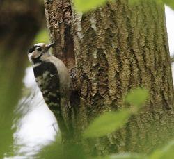 Lesser Spotted Woodpecker at nest site