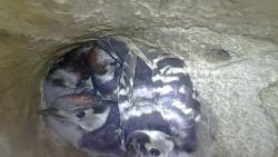 LSW chicks in nest cavity